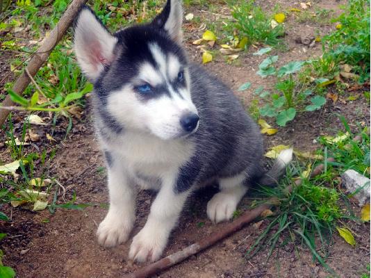Κουτάβια Siberian Husky